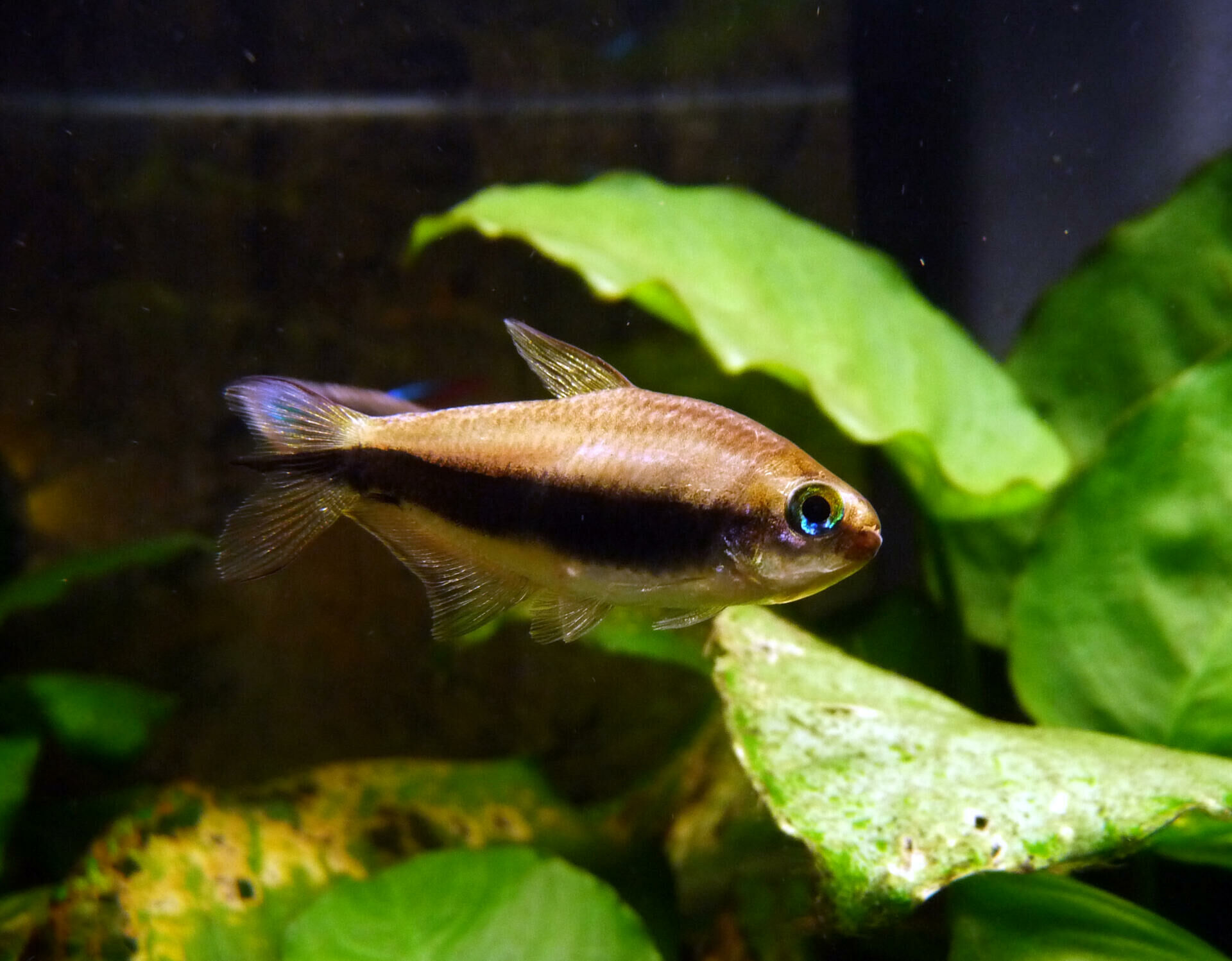 Imagem do Tetra Imperador